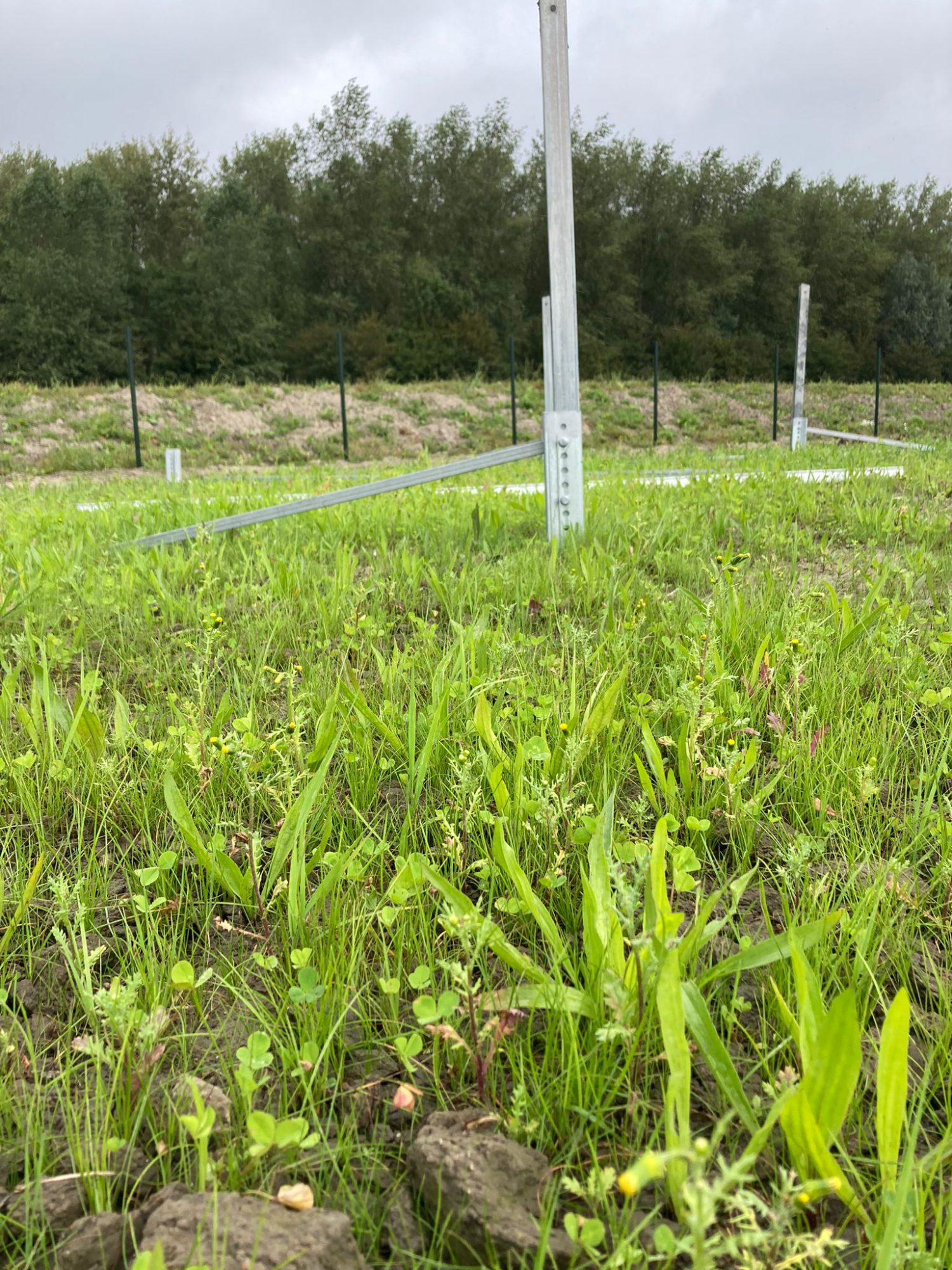 Afbeelding Soortenrijk grasmengsel voor ecologisch zonnepark