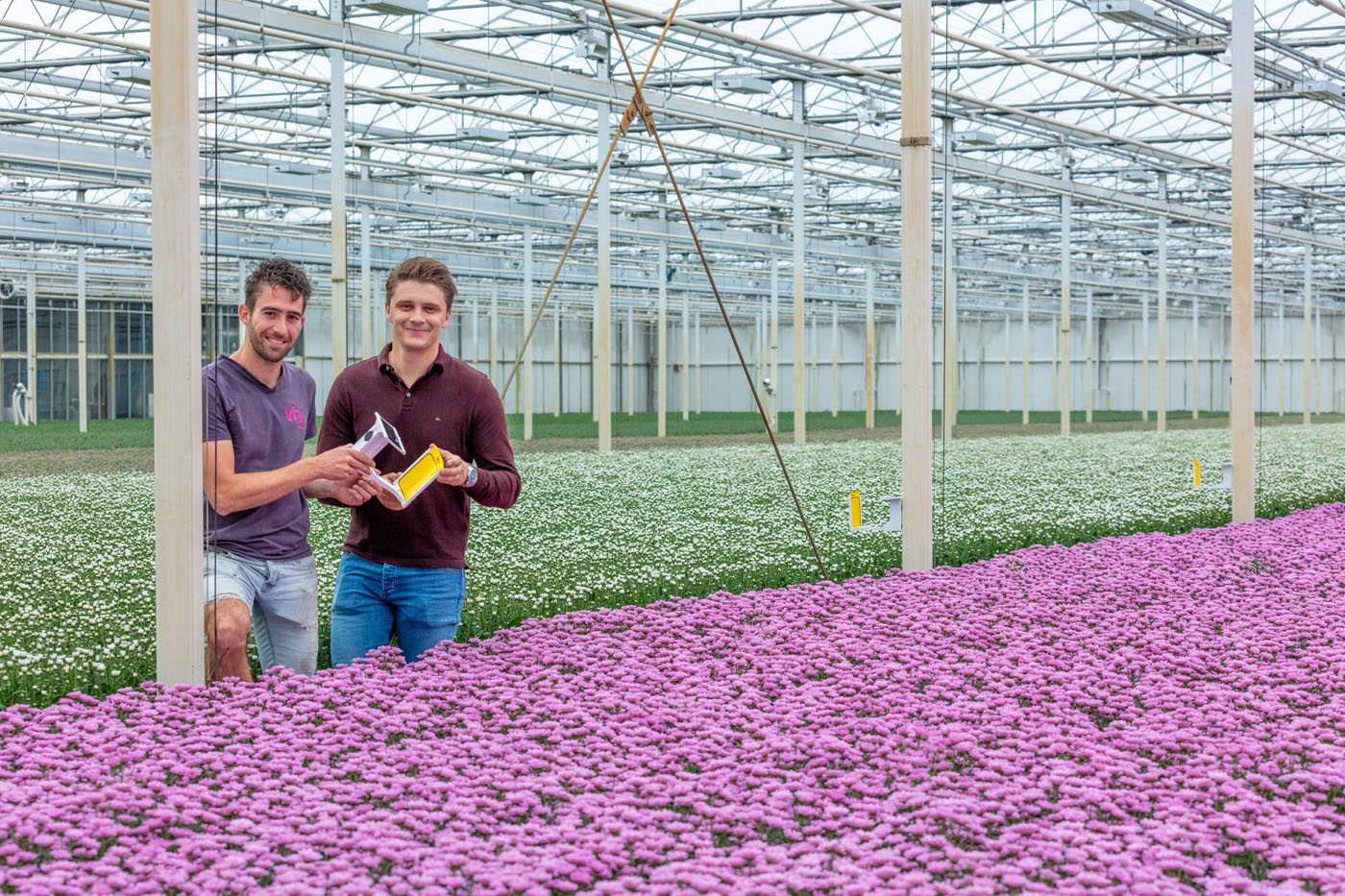 Afbeelding Van vier naar veertig vangplaten per hectare!