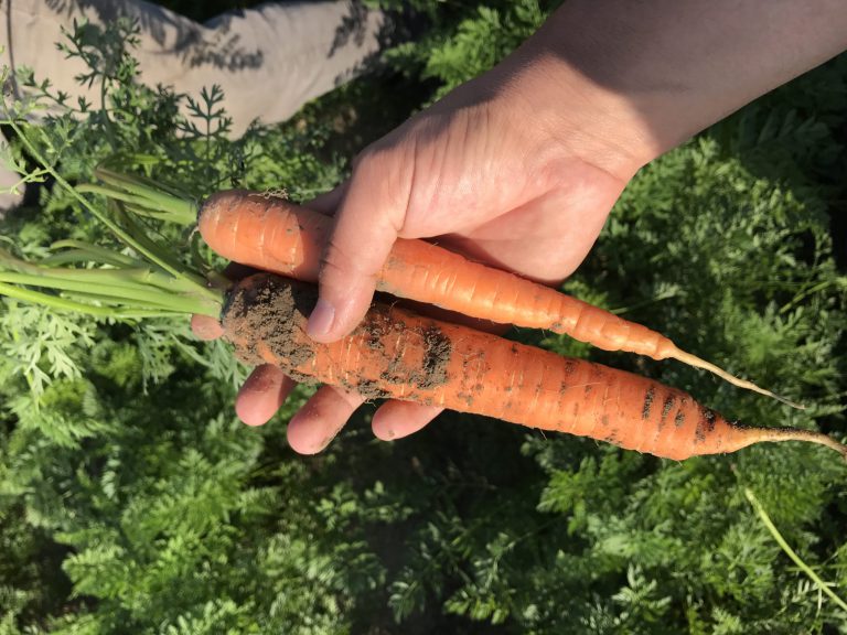 Afbeelding Kansen voor fertigatie in peen