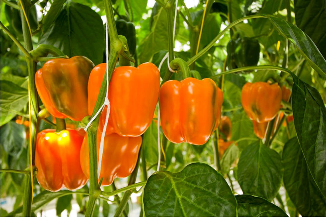 Afbeelding Spoorelementen en chelaten