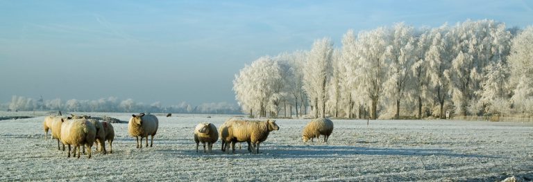 Afbeelding Zo gaat het grasland goed de winter in