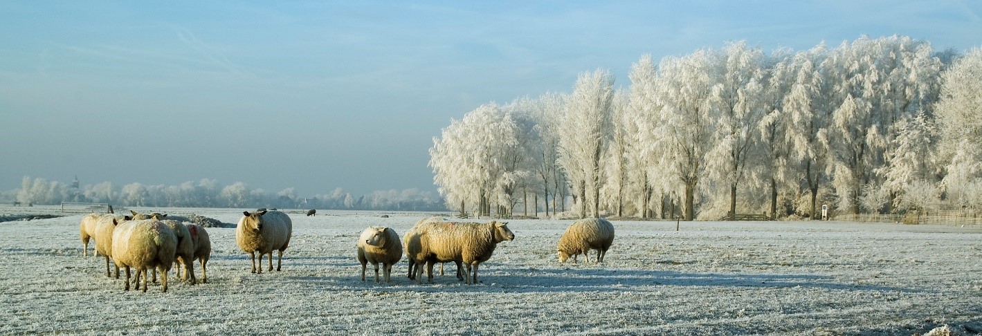 Afbeelding Zo gaat het grasland goed de winter in