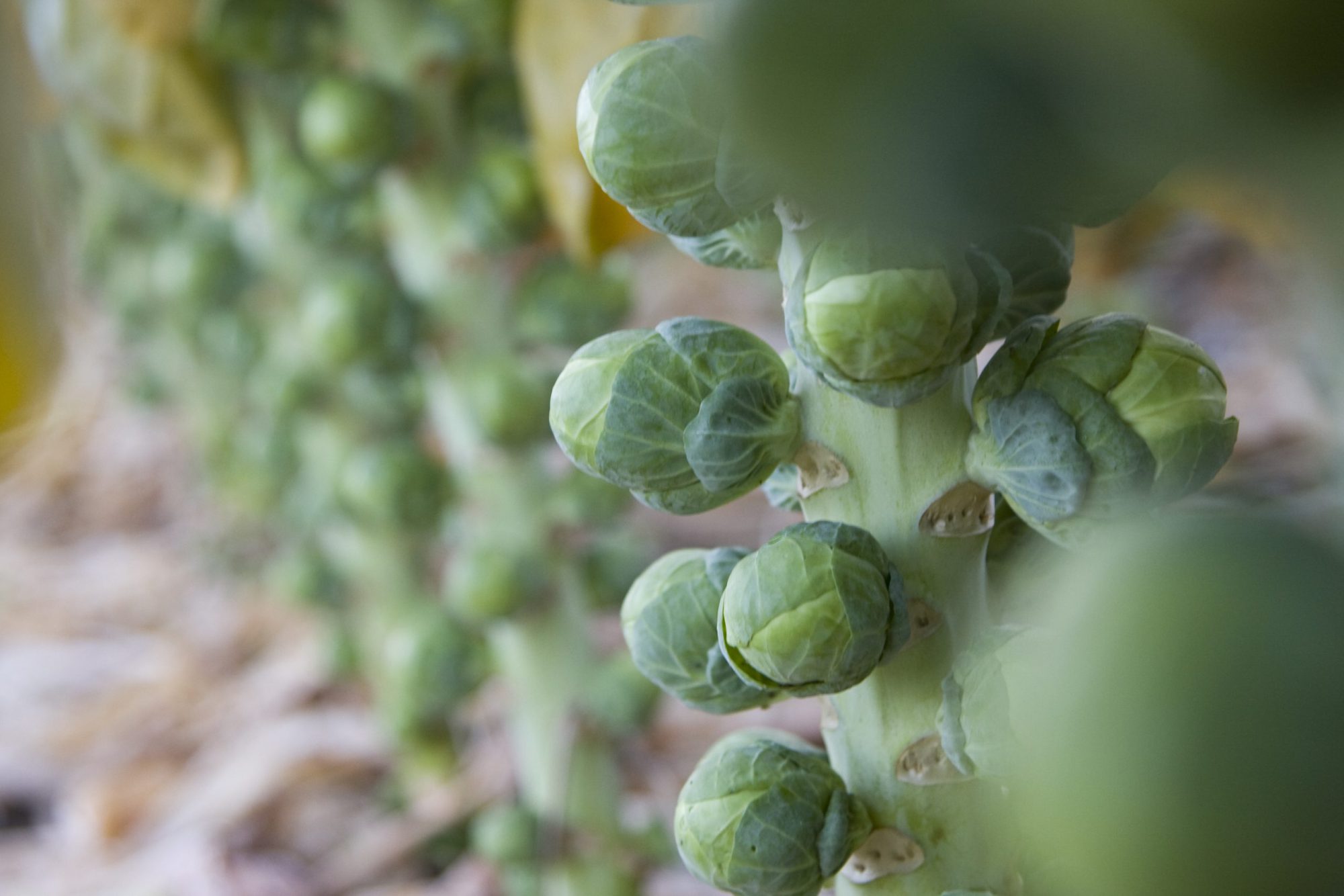 Afbeelding Spruitkoolplatform