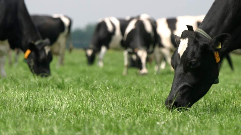 Afbeelding Terugblik grasseizoen 2023