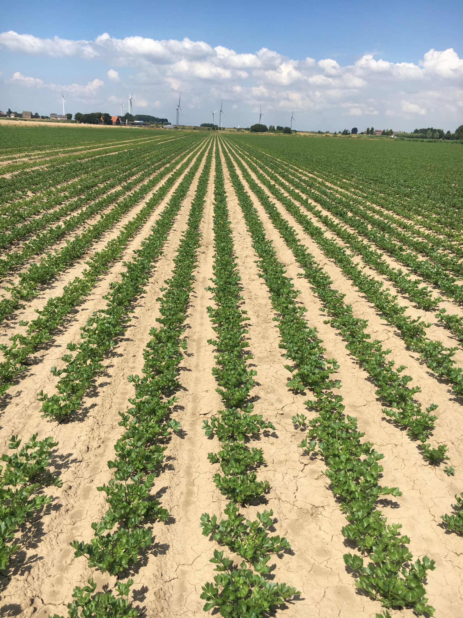 Afbeelding STORL haalt nu ook resten gewasbeschermingsmiddelen op