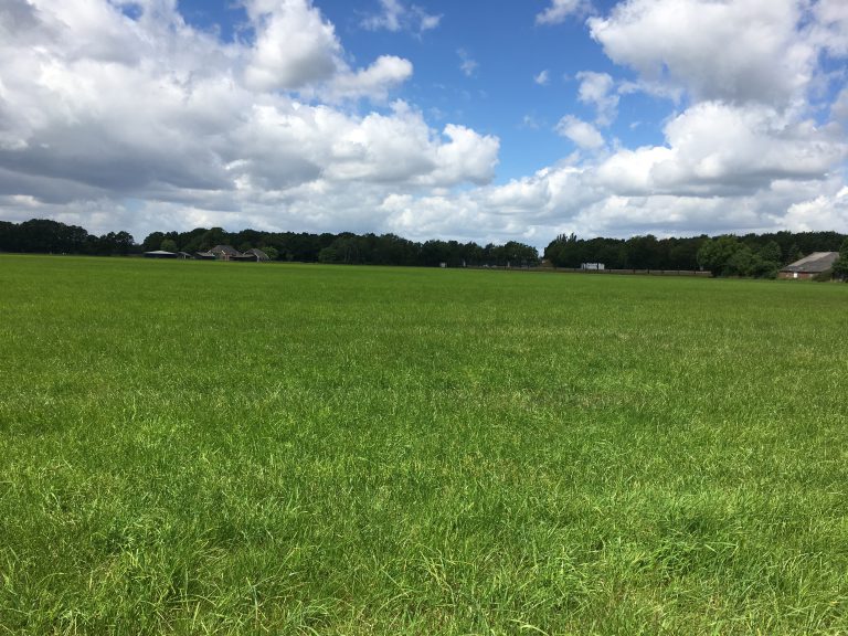 Afbeelding Efficiënte voeding voor een gezonde groei