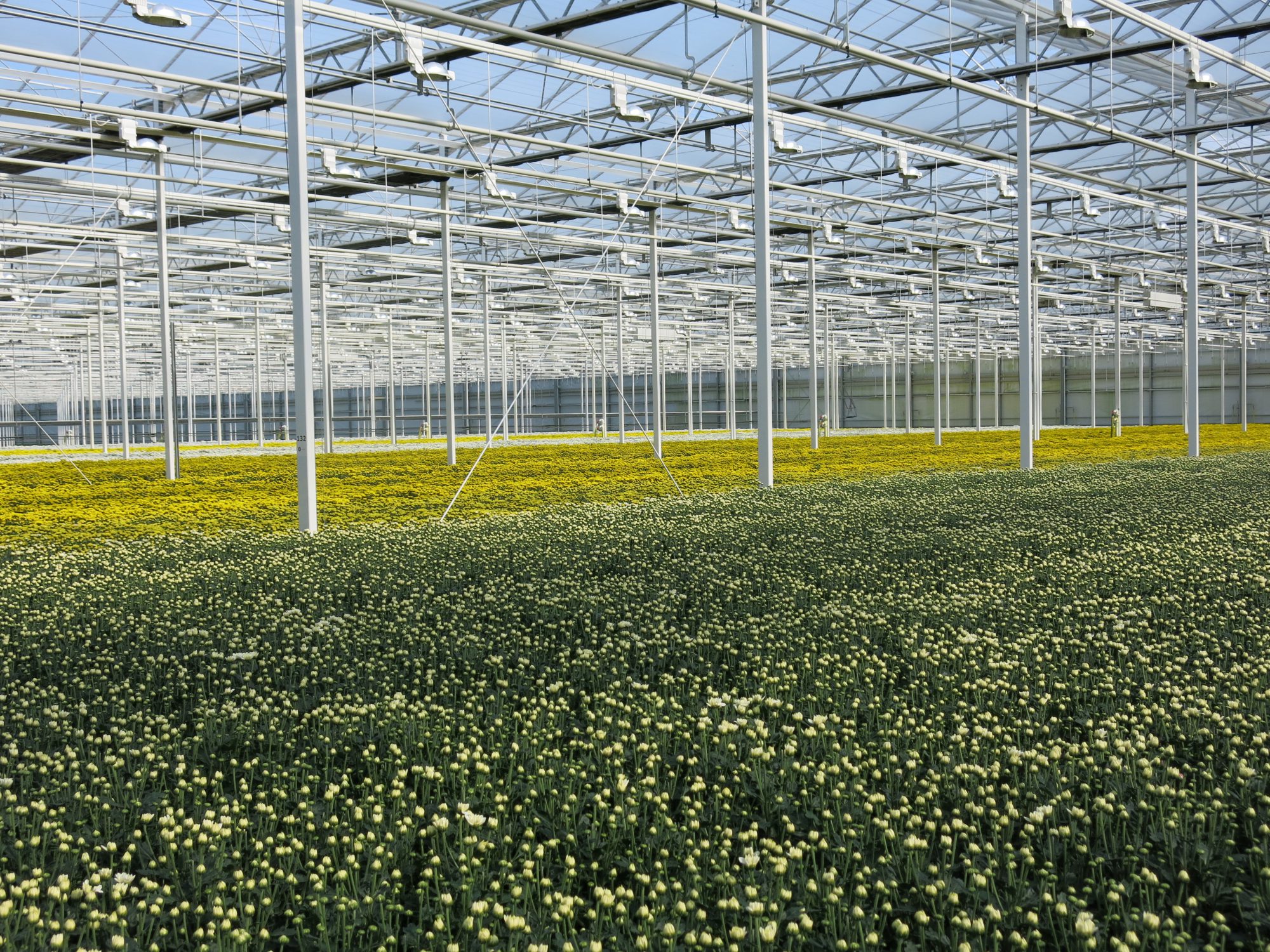 Afbeelding Pilot inzameling glastuinbouw