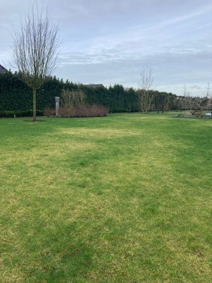 Afbeelding Jaar van het gazon