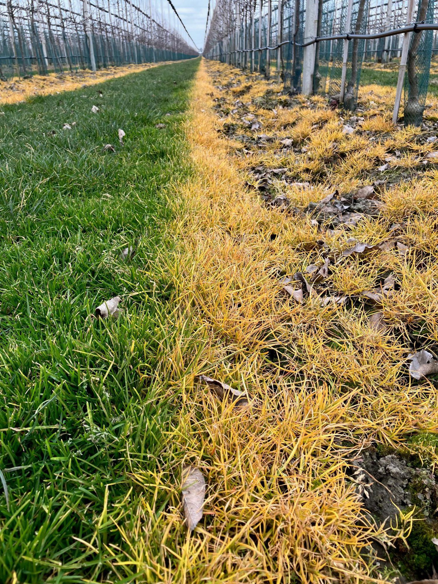 Afbeelding Onkruidbestrijding voorjaar