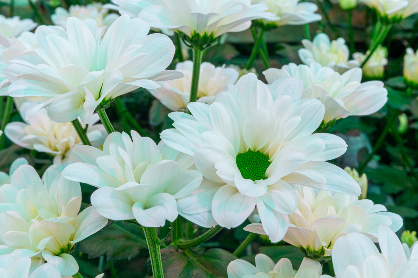 Afbeelding Chrysantendag | 03-10-2024