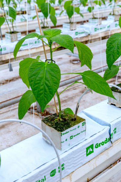 Afbeelding “Als jonge kwekers zijn we supergemotiveerd”