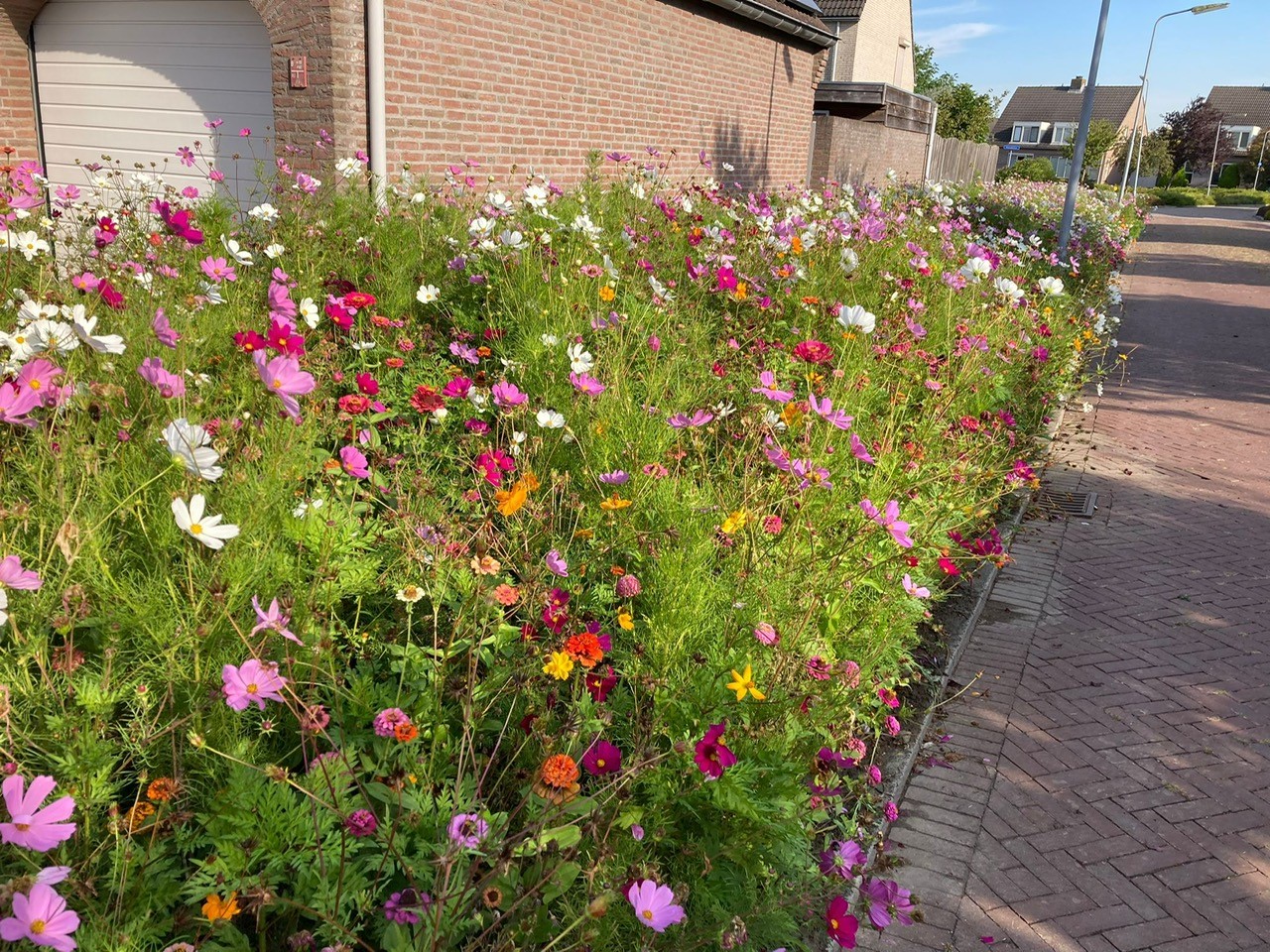 Afbeelding Inzaai bloemenmengsels