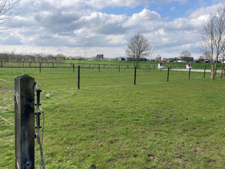 Afbeelding Tips voor de paardenwei