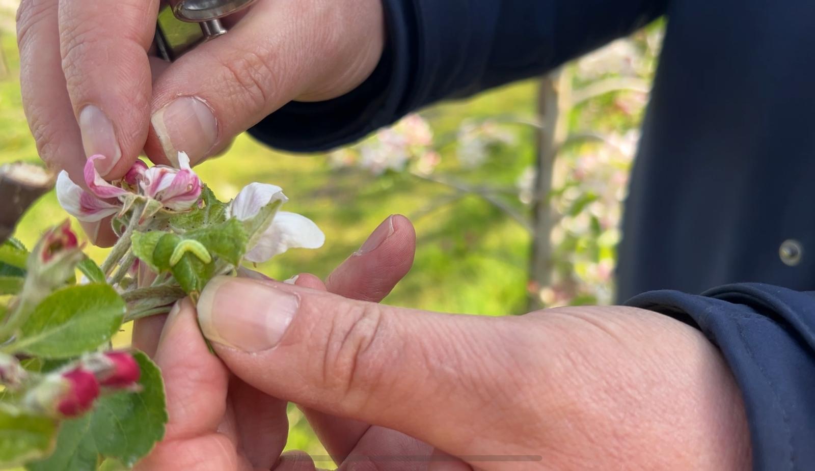 Afbeelding Proef DiPel tegen rups wintervlinder