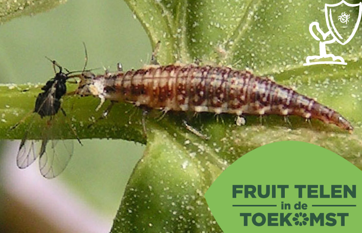 Afbeelding Nuttige insecten – Groene gaasvlieg