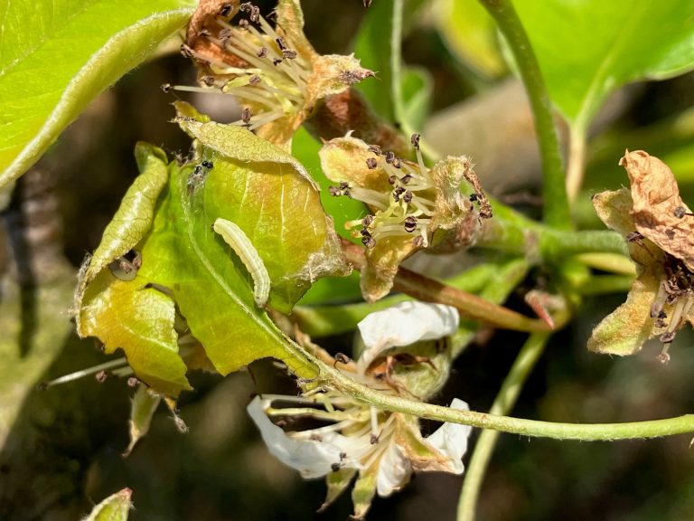 Afbeelding Toelating insecticide Minceto One