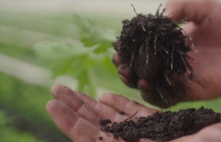 Afbeelding Organische meststoffen voor sterke en vitale gewassen