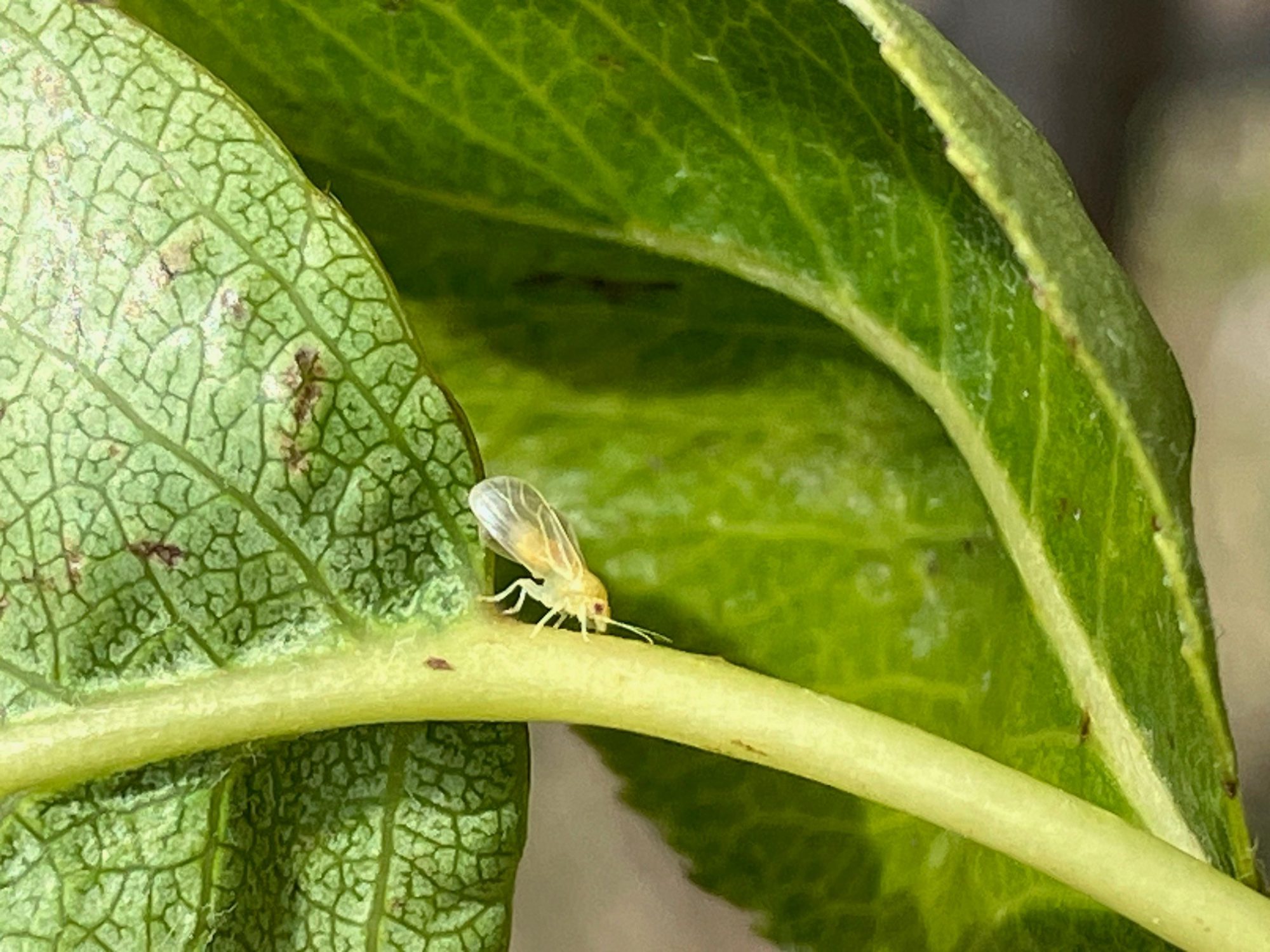 Afbeelding Systeemaanpak perenbladvlo