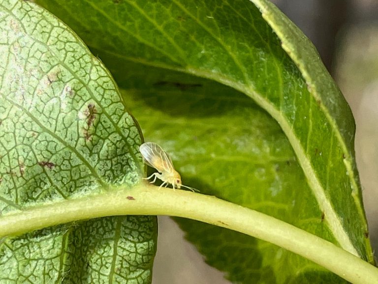 Afbeelding Systeemaanpak perenbladvlo