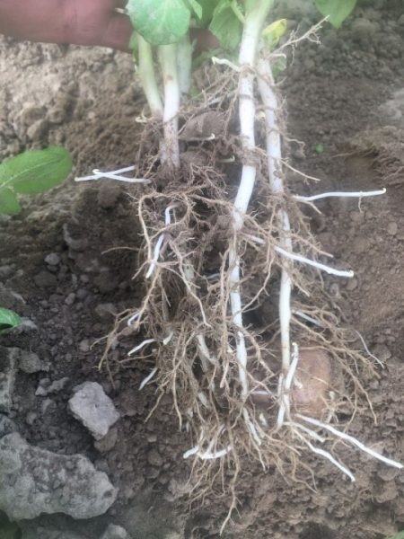 Afbeelding Een goede zetting vereist voor knolkwaliteit en opbrengst van uw aardappelen