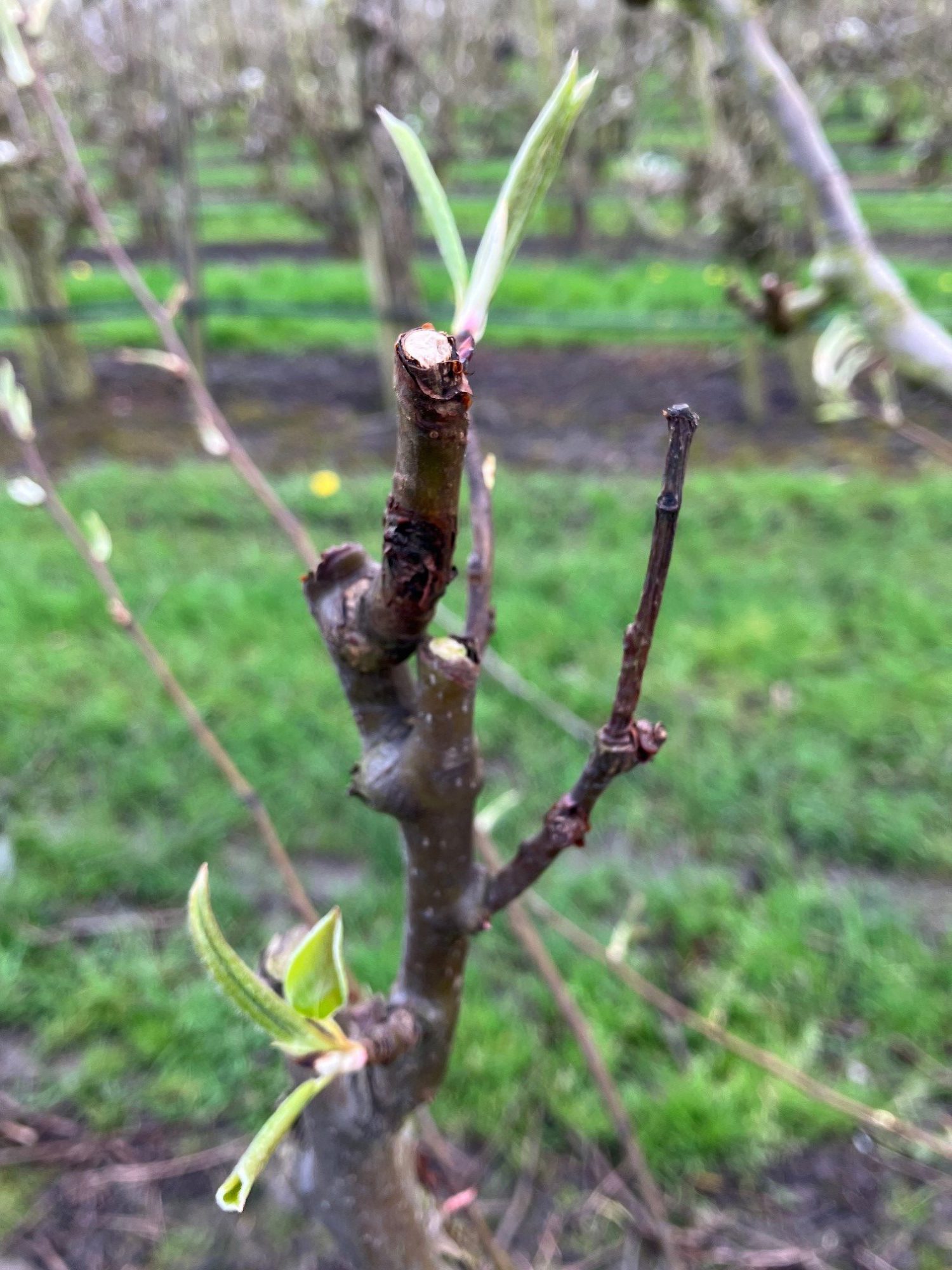 Afbeelding Vruchtboomkanker bij appel en peer