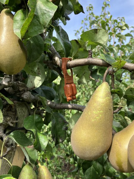 Afbeelding Fruit telen in de toekomst