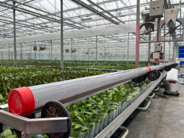 Afbeelding Nieuwe biologieverdeler voor effectieve tripsbestrijding