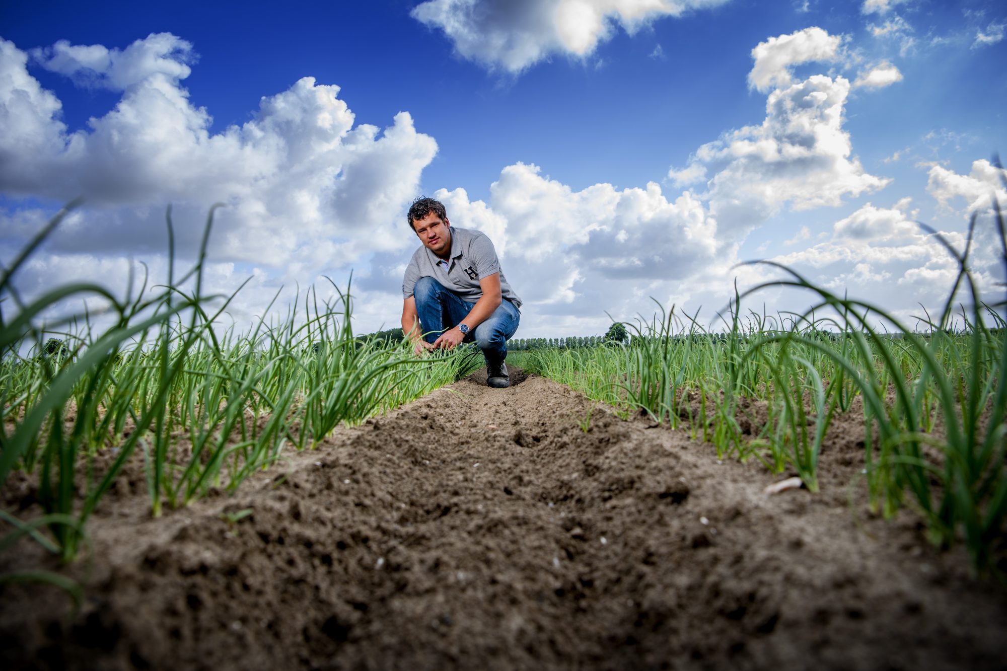 Afbeelding Essentiële factoren voor aardappelkwaliteit en -opbrengst