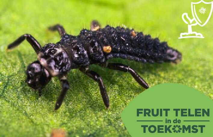 Afbeelding Nuttige insecten – Lieveheersbeestje