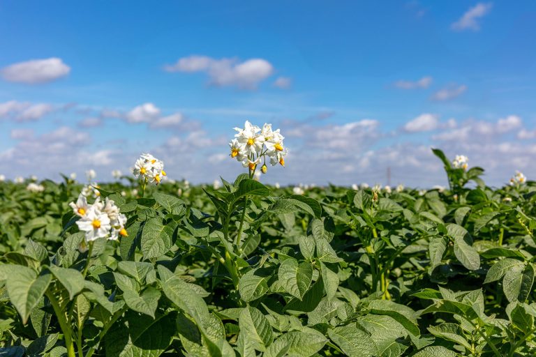 Afbeelding Essentiële factoren voor aardappelkwaliteit en -opbrengst