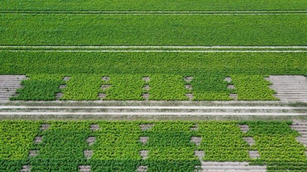 Afbeelding Bijbemesting van o.a. aardappel en ui via korrel of blad