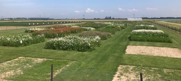 Afbeelding Bezoek veldbloemendemo 11 juli 2024
