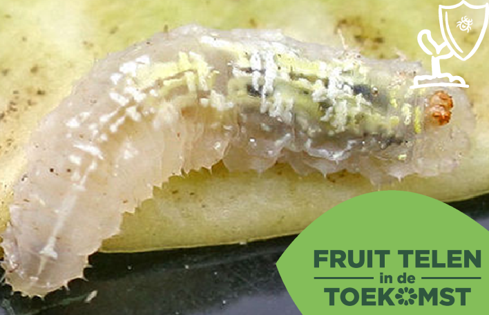 Afbeelding Nuttige insecten- Zweefvlieg