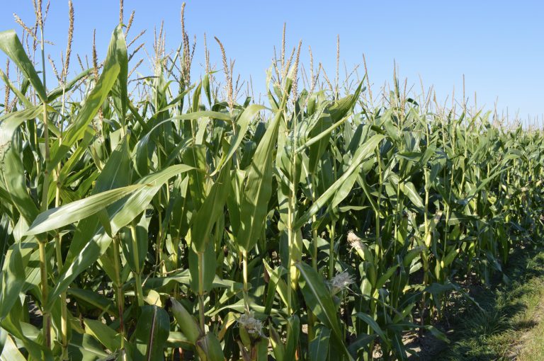 Afbeelding Mais fertigatiedemo in Roosendaal