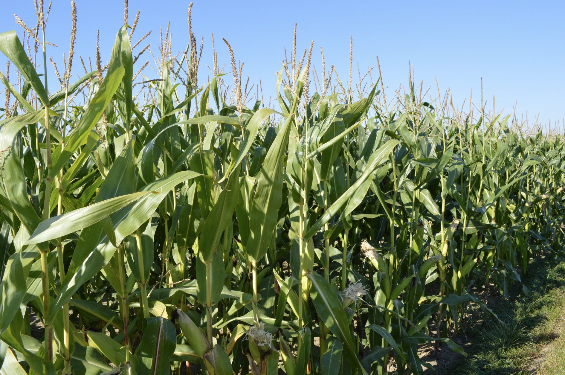 Afbeelding Mais fertigatiedemo in Roosendaal