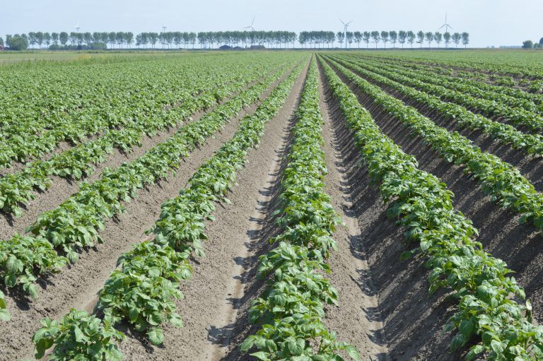 Afbeelding Nieuw startgranulaat aardappelen voor betere schilkwaliteit