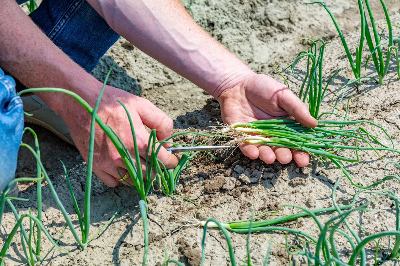 Afbeelding Praktijkgericht onderzoek​
