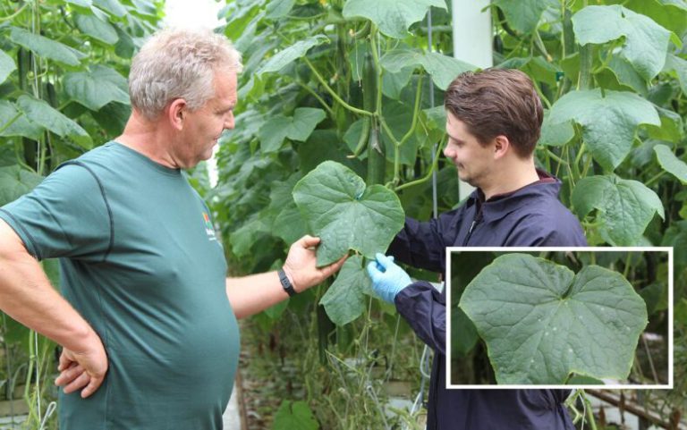 Afbeelding Groene middelen en UV-C zetten meeldauw flink onder druk