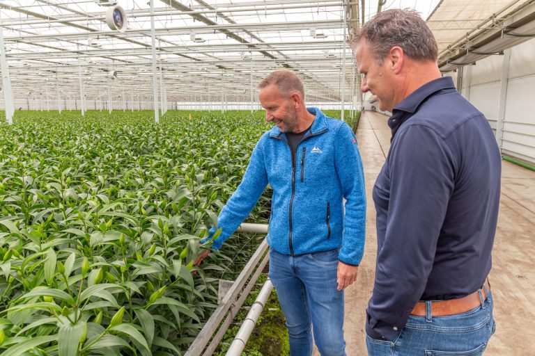 Afbeelding Elke kans pakken om de lelieteelt te verduurzamen
