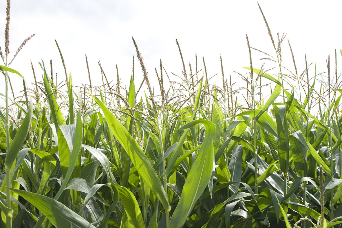 Afbeelding Maisplantontwikkeling versterken met bladmeststof