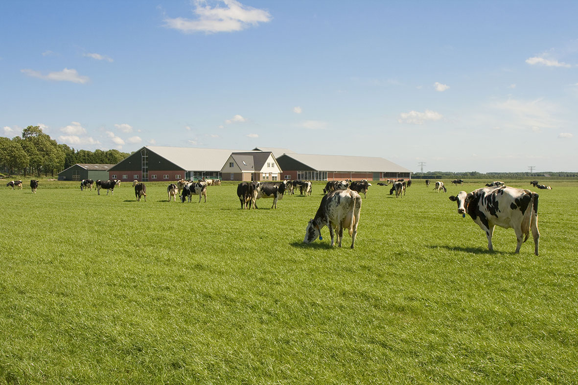 Afbeelding Eiwit van eigen grasland