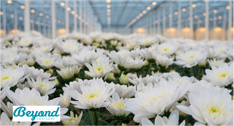 Afbeelding Sierteeltdag | 26-11-2024