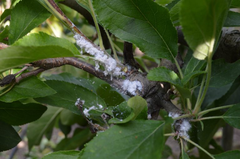 Afbeelding Appelbloedluis