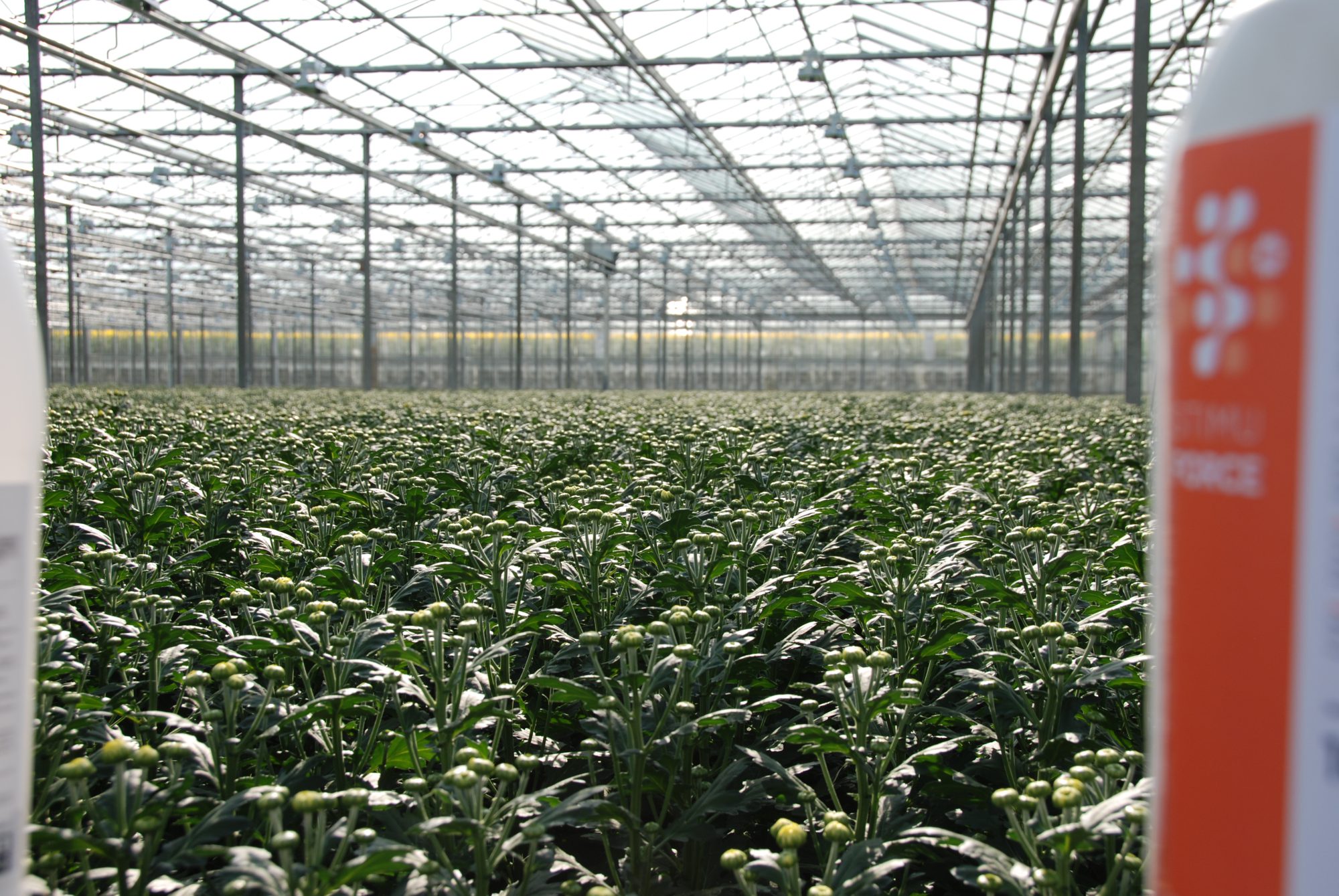 Afbeelding Het telen van de toekomst – Vitale plant