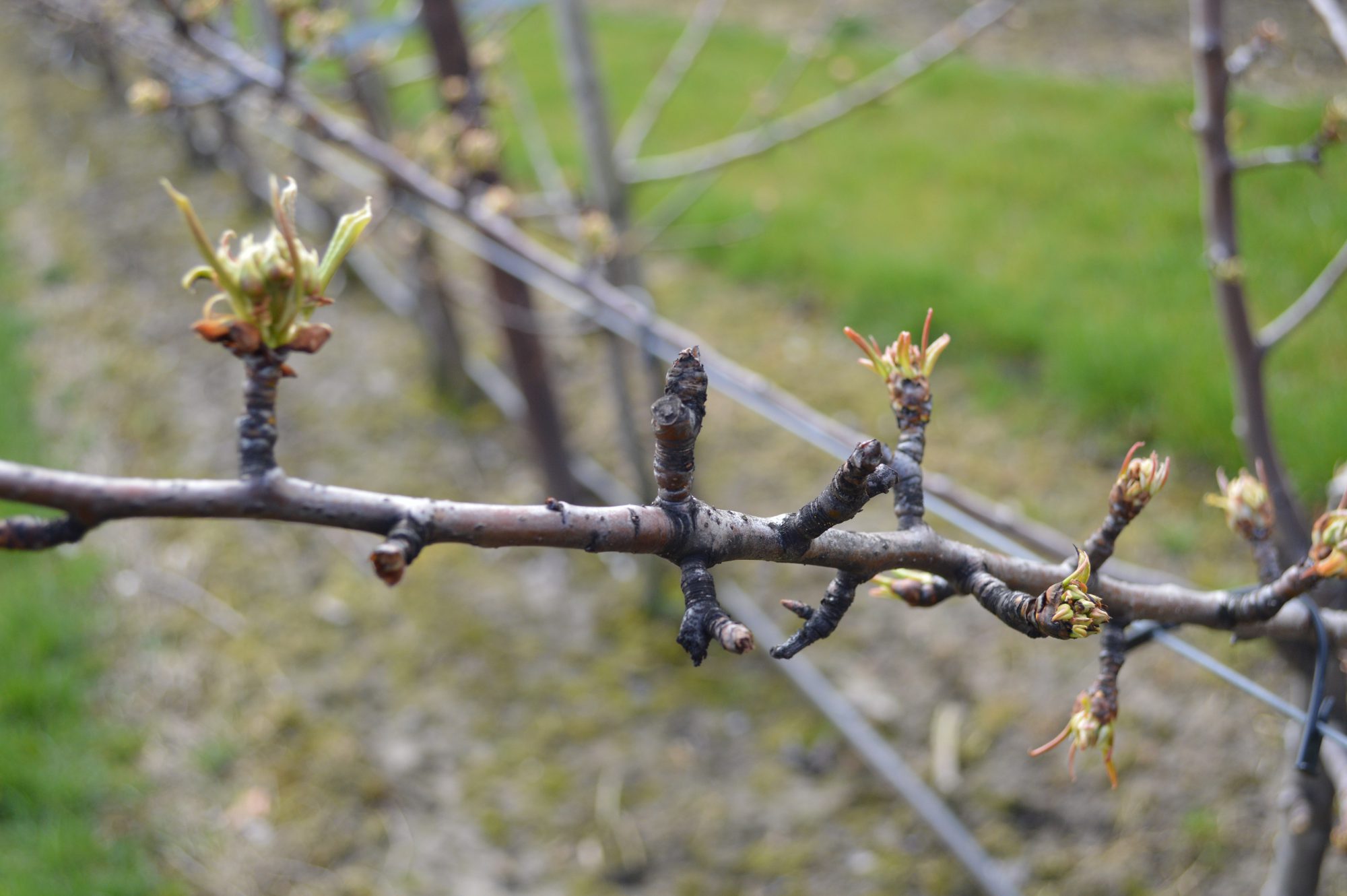 Afbeelding Systeemaanpak perenbladvlo (video)