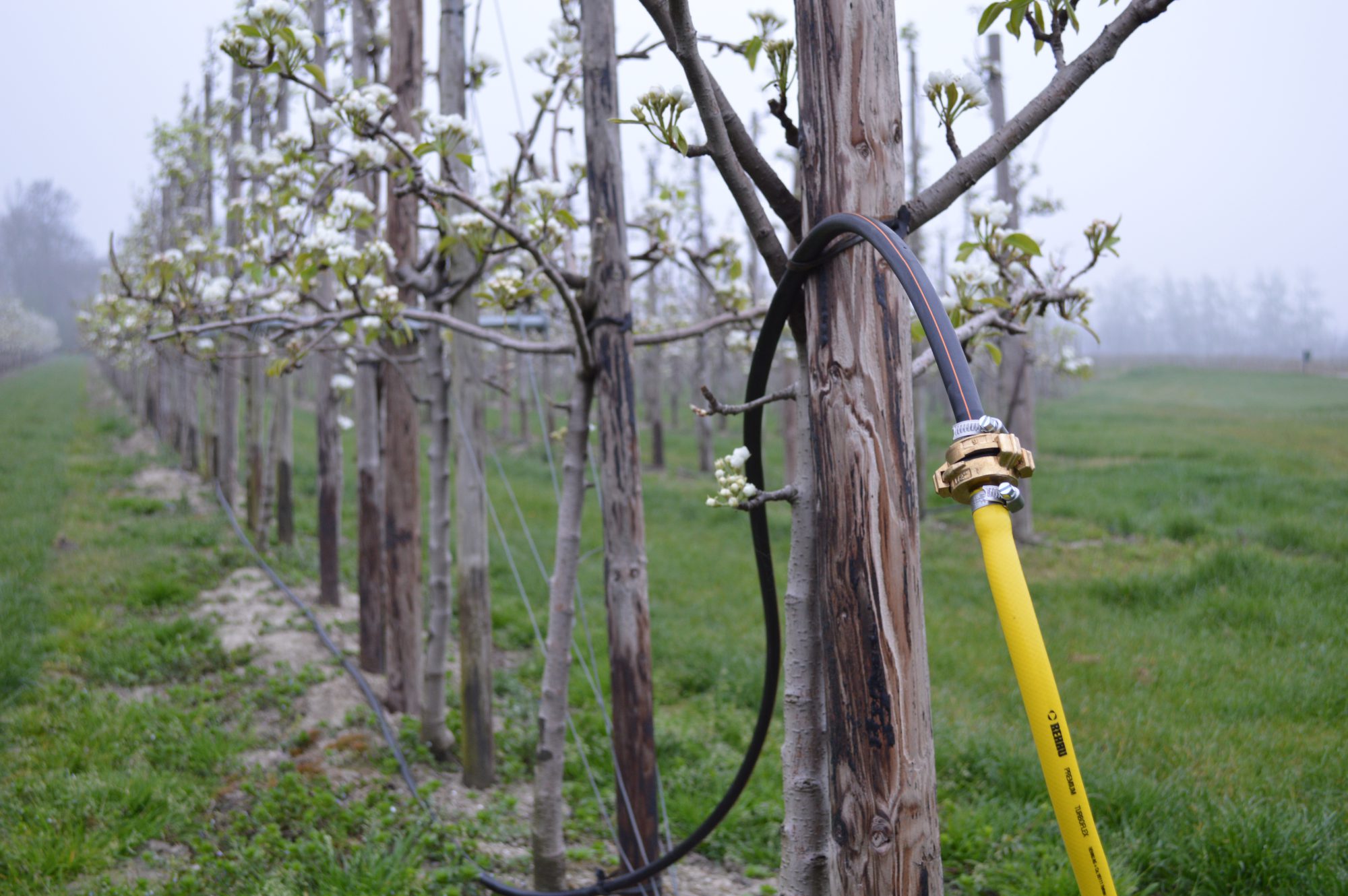 Afbeelding Aandacht voor fertigatie tijdens de bloei (video)