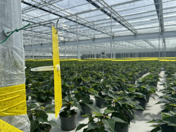 Afbeelding Feromonen in kerststerren