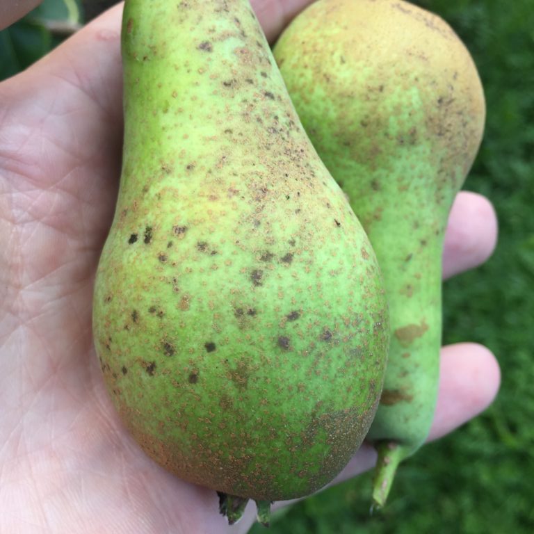 Afbeelding Schurft, een oude bekende