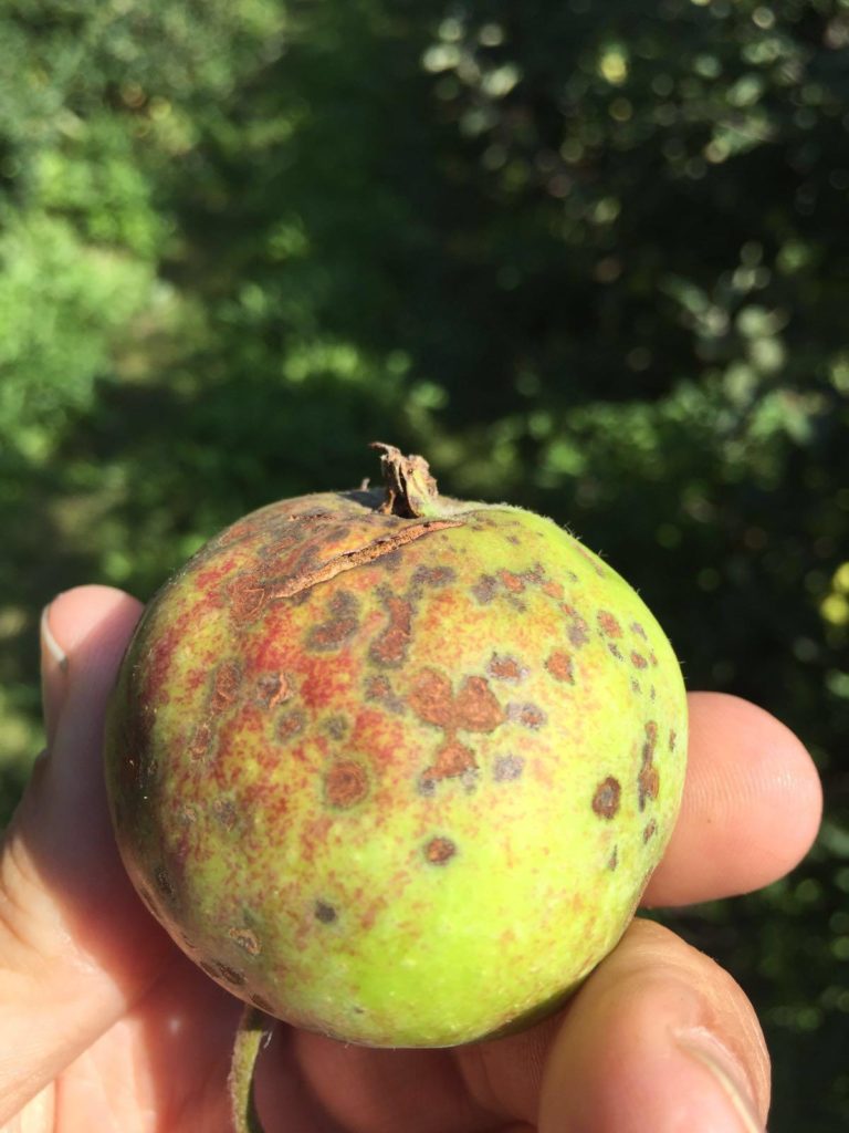 Afbeelding Schurft, een oude bekende