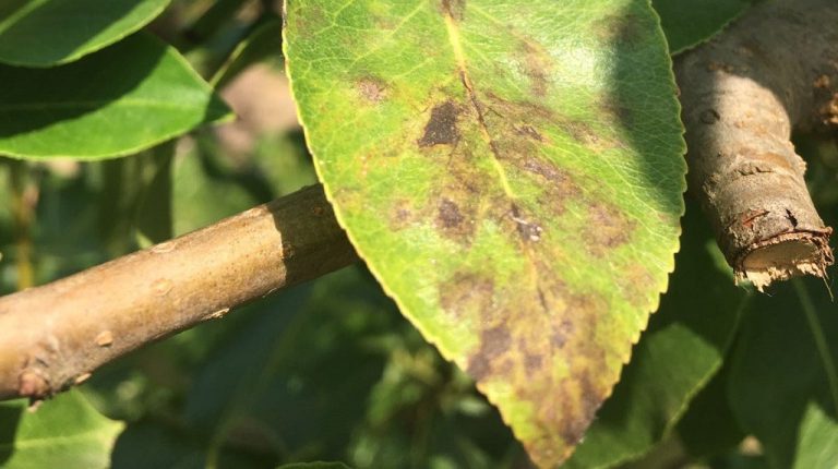 Afbeelding Schurft, een oude bekende